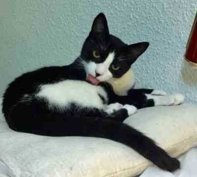 Fotografía de JAZZY LA INFORMATICA ADOPTADA