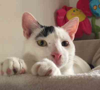 Fotografía de BOMBON ADOPTADO