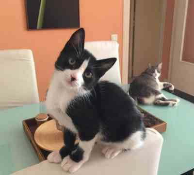 Fotografía de JAZZY LA INFORMATICA ADOPTADA