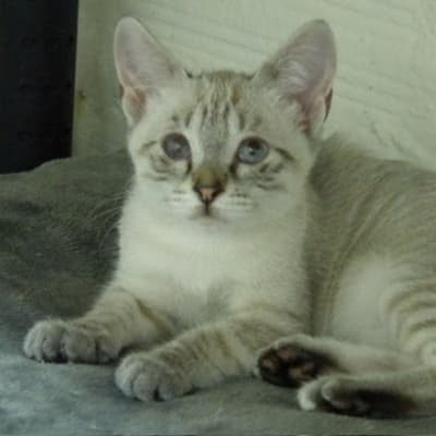 Fotografía de SUNA ADOPTADA