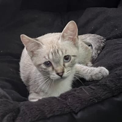 Fotografía de SUNA ADOPTADA