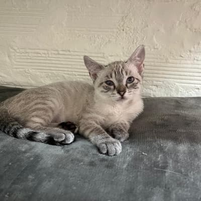 Fotografía de SUNA ADOPTADA