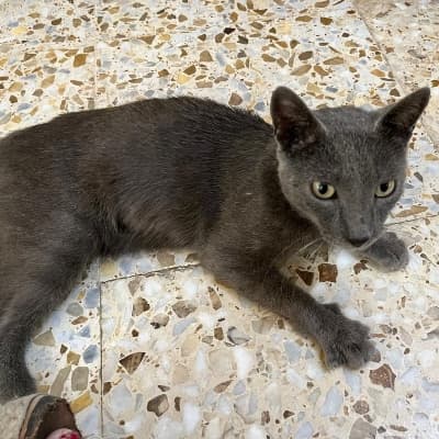 Fotografía de MERLIN ADOPTADO