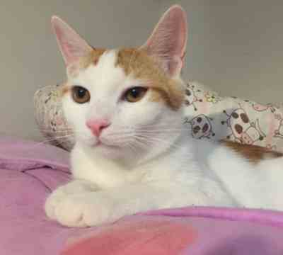 Fotografía de KING ADOPTADO