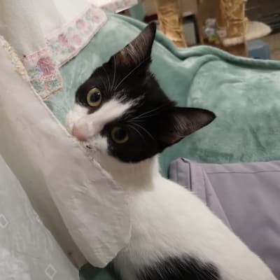 Fotografía de PAUL ADOPTADO