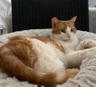 Fotografía de GORDI ADOPTADO