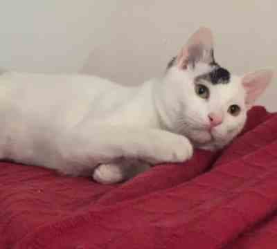 Fotografía de BOMBON ADOPTADO