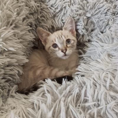 Fotografía de SUNA ADOPTADA