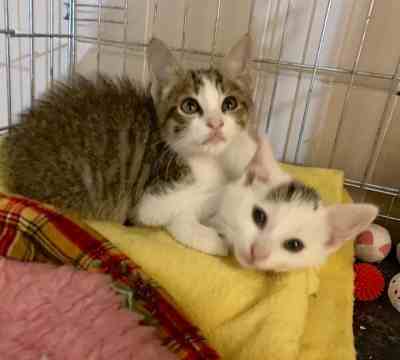 Fotografía de RAMSI ADOPTADO Y NUBE EN ADOPCIÓN