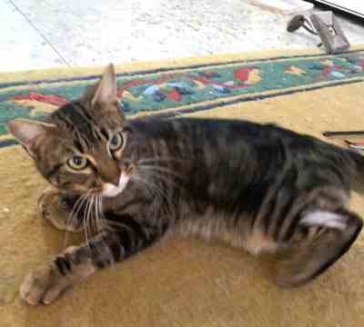 Fotografía de MARA ADOPTADA