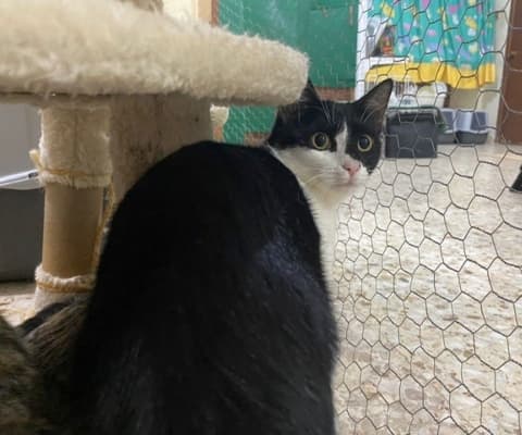 Fotografía de TARY EN ADOPCIÓN