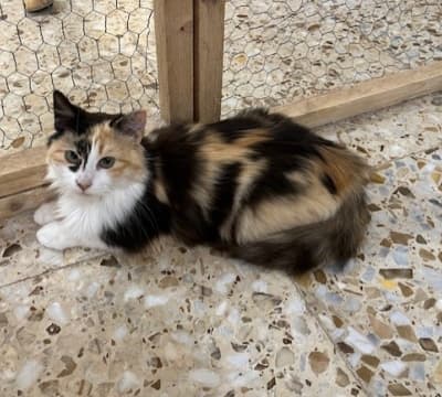 Fotografía de AMIRA ADOPTADA