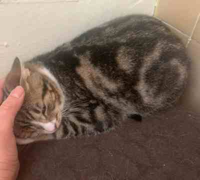 Fotografía de PERCY EN ADOPCION