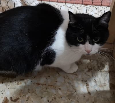 Fotografía de Wanda en adopcion