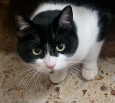 Fotografía de Wanda en adopcion