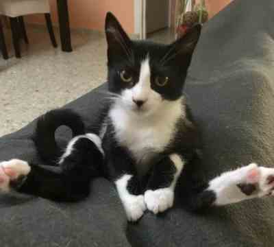 Fotografía de JAZZY LA INFORMATICA ADOPTADA