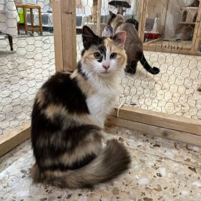 Fotografía de AMIRA ADOPTADA