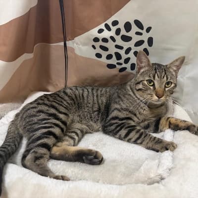 Fotografía de RON EN ADOPCION