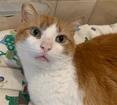 Fotografía de GORDI ADOPTADO