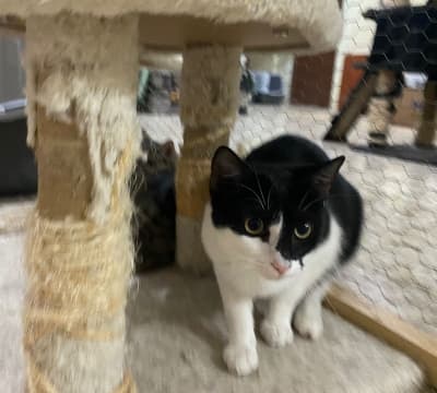 Fotografía de TARY EN ADOPCIÓN