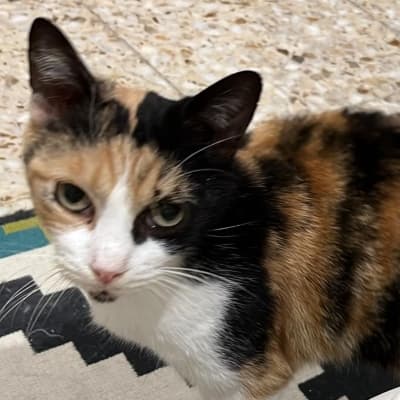 Fotografía de Taina en Adopcion