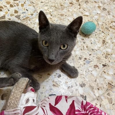 Fotografía de MERLIN ADOPTADO