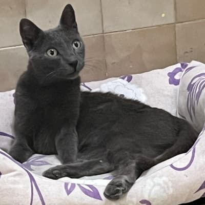 Fotografía de MERLIN ADOPTADO