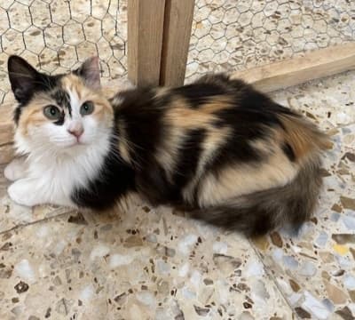 Fotografía de AMIRA ADOPTADA