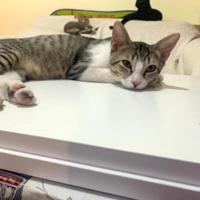 Fotografía de PANZA EN ADOPCIÓN