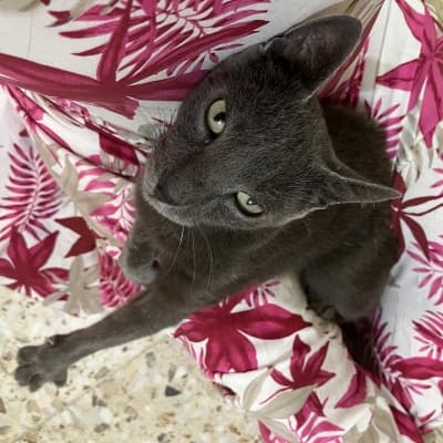 Fotografía de MERLIN ADOPTADO