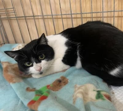 Fotografía de Wanda en adopcion