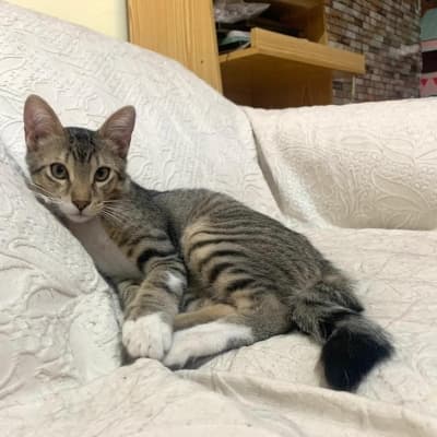 Fotografía de SANCHO EN ADOPCION