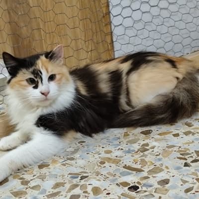 Fotografía de AMIRA ADOPTADA