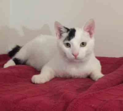 Fotografía de BOMBON ADOPTADO