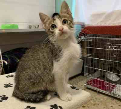 Fotografía de RAMSI ADOPTADO Y NUBE EN ADOPCIÓN