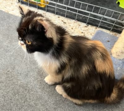 Fotografía de LANAS ADOPTADA