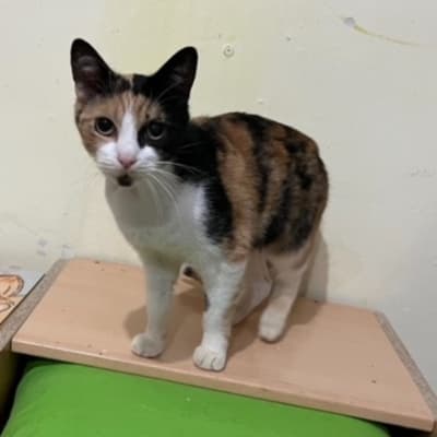 Fotografía de Taina en Adopcion