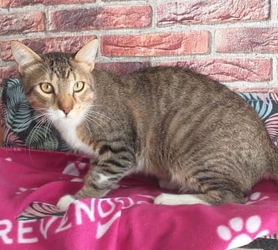 Fotografía de SANCHO EN ADOPCION