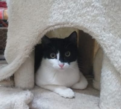 Fotografía de TARY EN ADOPCIÓN