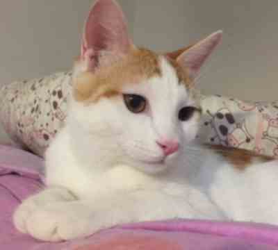 Fotografía de KING ADOPTADO