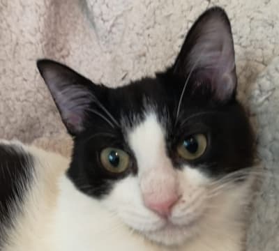 Fotografía de PAUL ADOPTADO