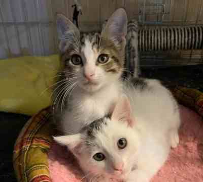 Fotografía de RAMSI ADOPTADO Y NUBE EN ADOPCIÓN