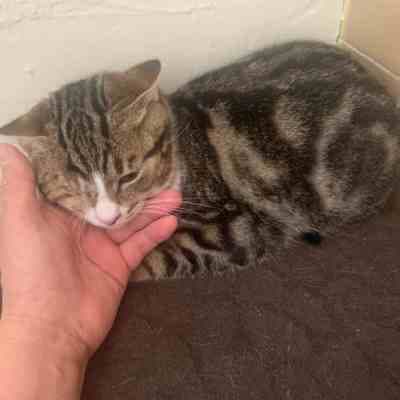 Fotografía de PERCY EN ADOPCION