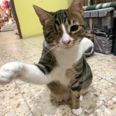 Fotografía de PERCY EN ADOPCION