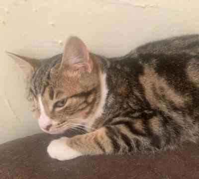 Fotografía de PERCY EN ADOPCION