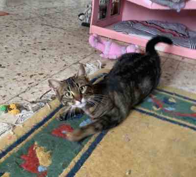 Fotografía de MARA ADOPTADA