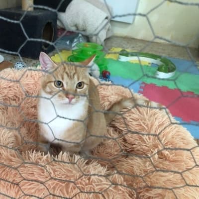 Fotografía de CARAMELO EN ADOPCIÓN