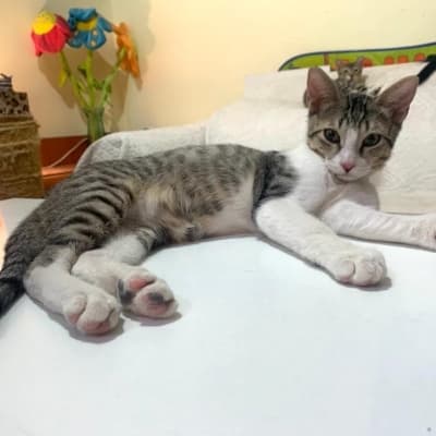 Fotografía de PANZA EN ADOPCIÓN