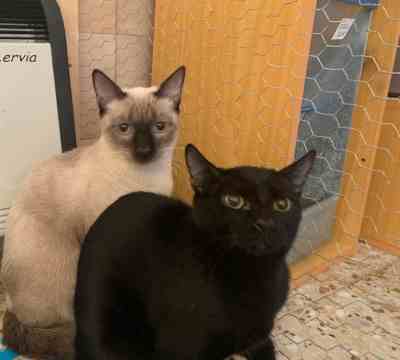 Fotografía de HERMANOS CAMADA MOLLY EN ADOPCION ESPECIAL