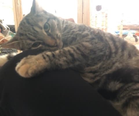 Fotografía de JANA EN ADOPCIÓN